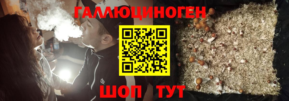Псилоцибиновые грибы Cubensis Камышин